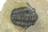 Three Species Trilobite Association (Cyphaspis, Morcops & Gerastos) #350533-12